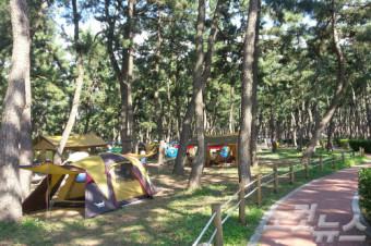 강릉 연곡해변 솔향기캠핑장