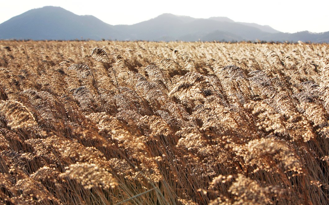 순천만 갈대 군락지