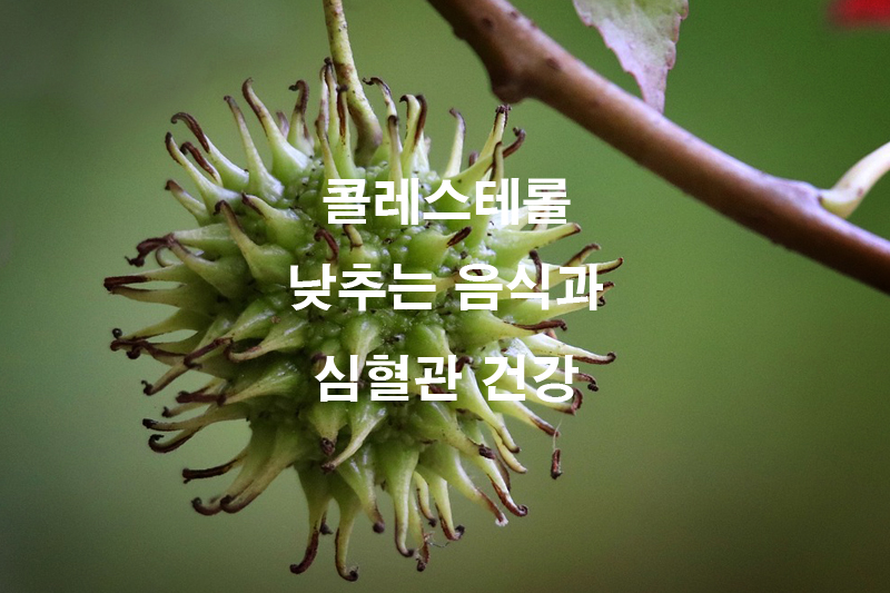 콜레스테롤 낮추는 음식 