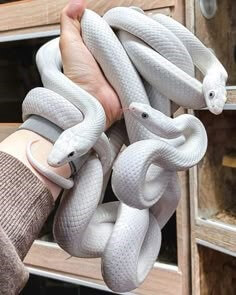 왼손에-세마리의-백사를-들고있는-용감한-땅꾼