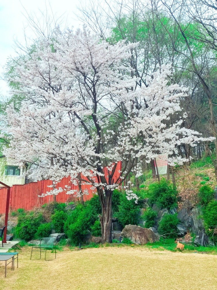 파주가볼만한 곳: 마롱리면사무소 카페, 율곡수목원 근처 정원 카페