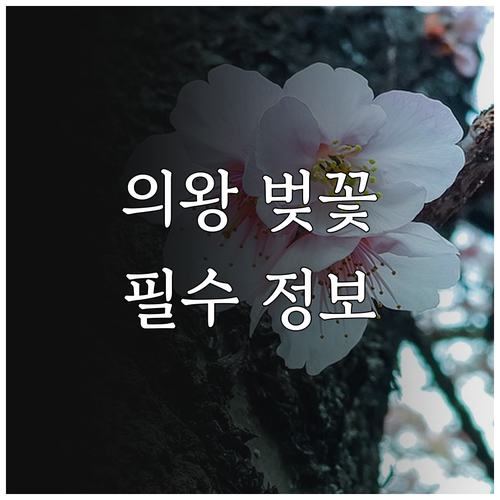 의왕 벚꽃 개화 시기 및 시청 앞 차..