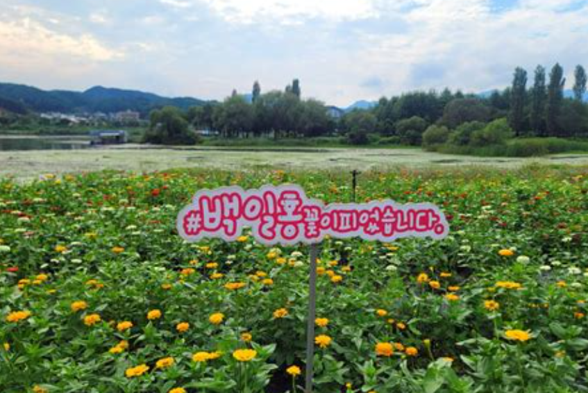 자라섬 꽃축제 입장료 가는길 주차꿀팁(+행사기간)