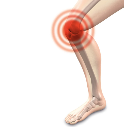 콘드로이친 효능과 성분 비교