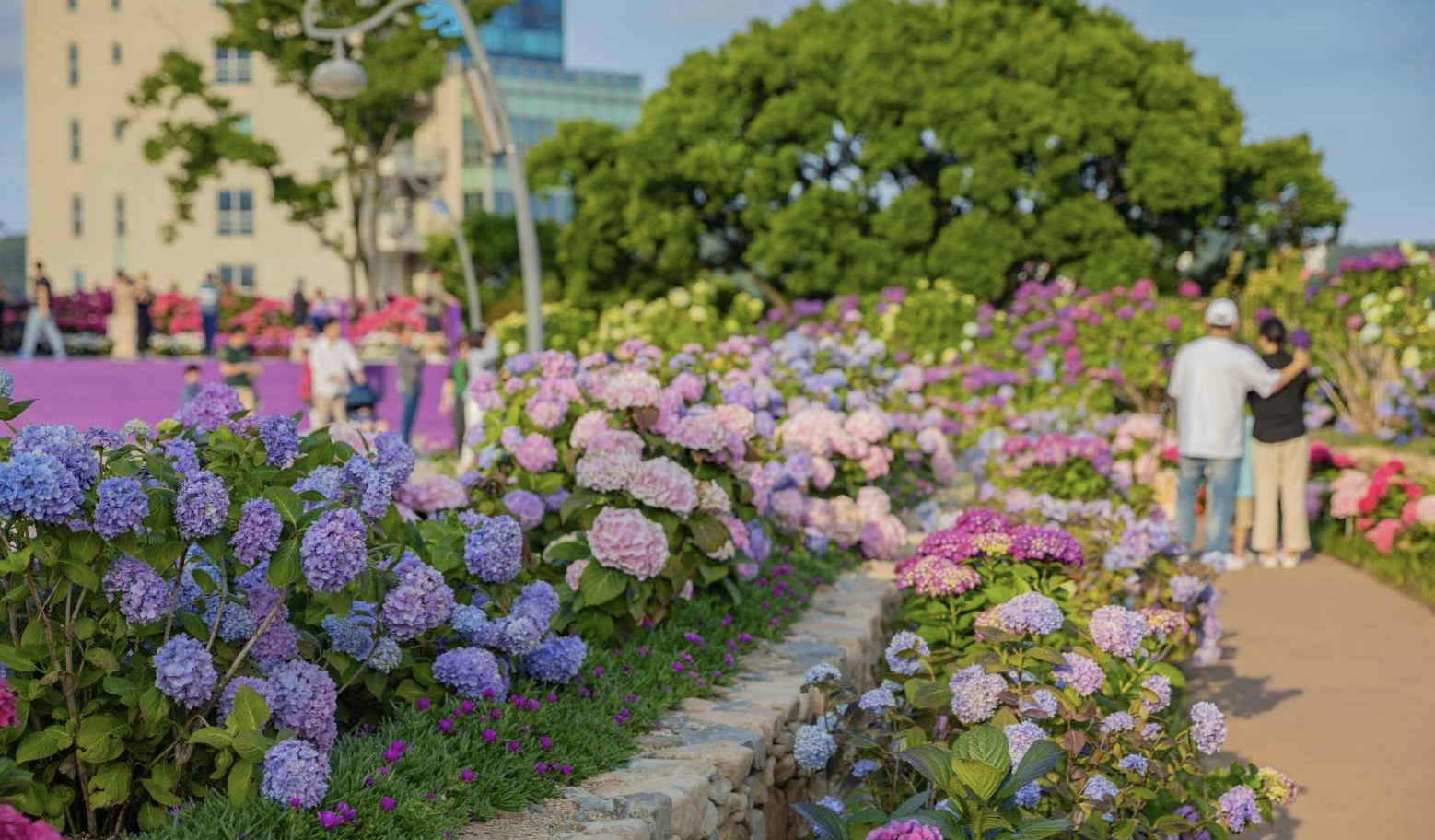 장생포 수국 페스티벌 전경