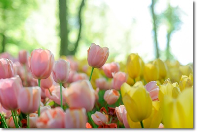 태안 세계튤립 축제 가는길 입장료 개화율