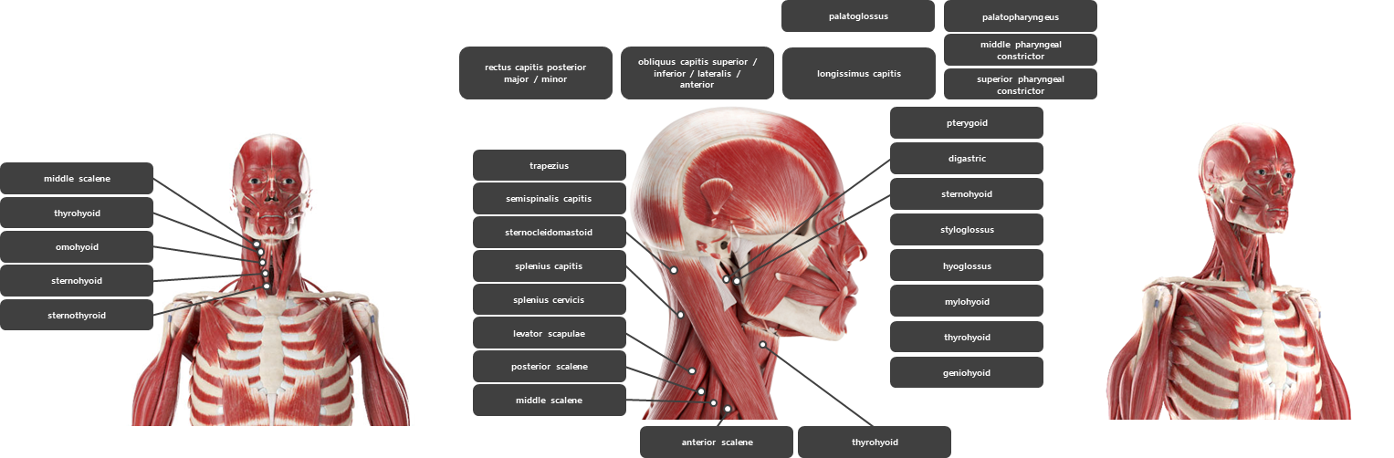 목 주변 근육 요약