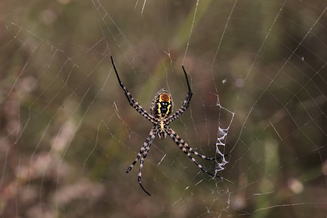 Spider