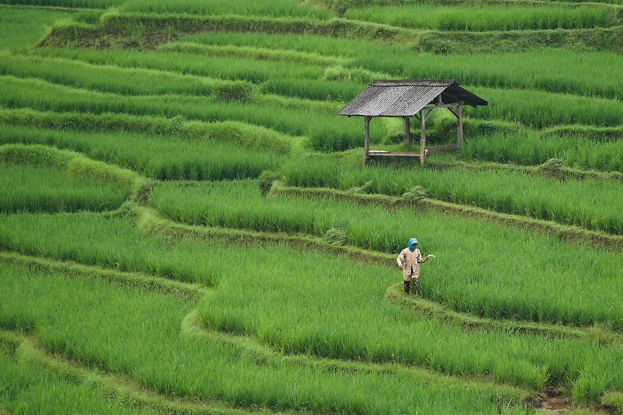 알코올 중독 재활센터에서 적용 가능한 수경재배 작업치료
