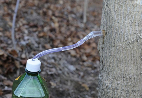 고로쇠물 효능 4가지 및 고로쇠물 유통기한 보관방법 먹는방법 총정리