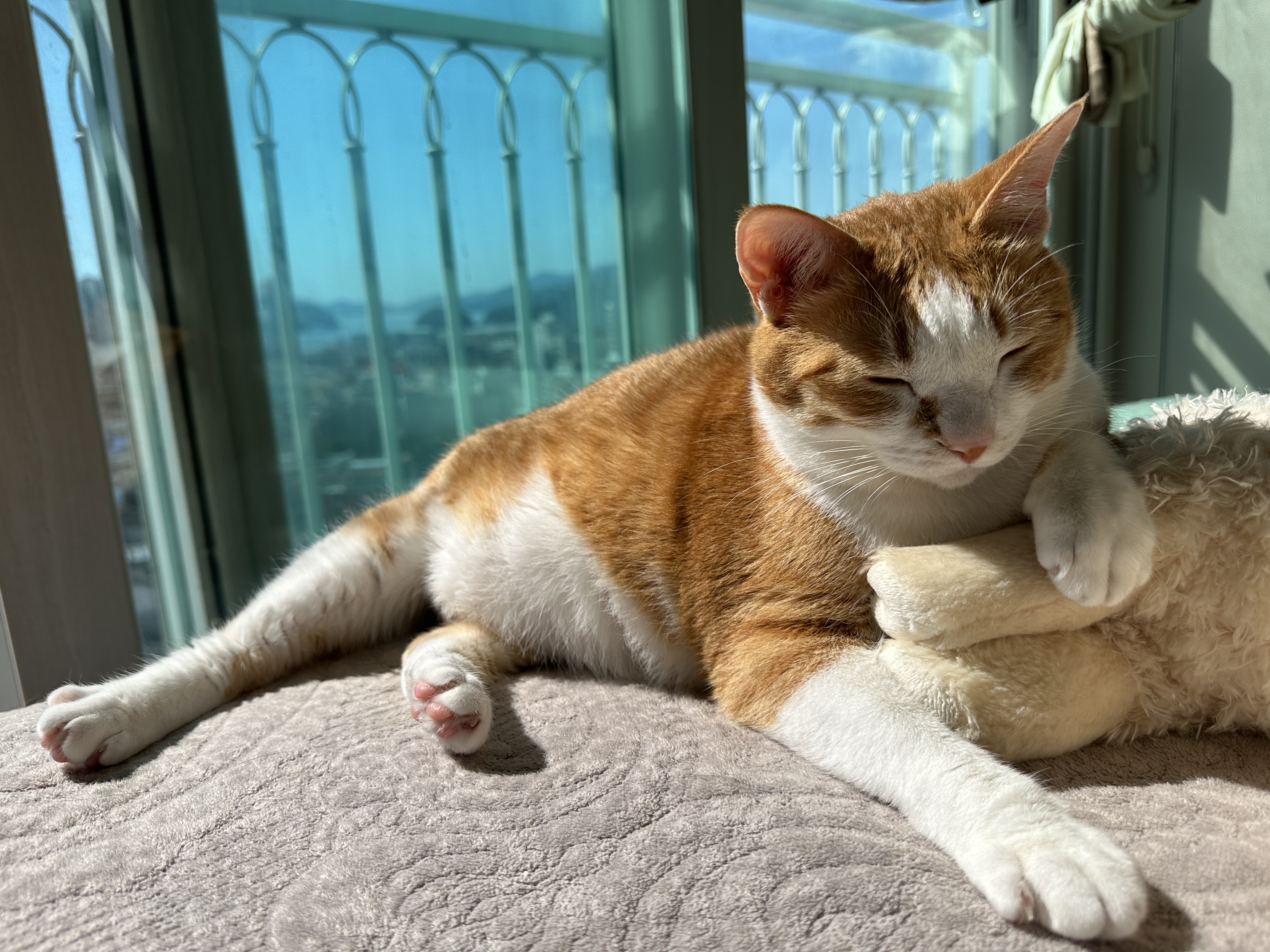 옆에서_찍은_호야_전체샷