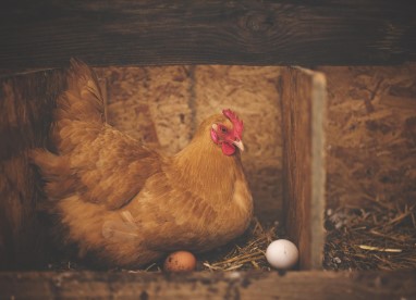 고병원성 조류인플루엔자 