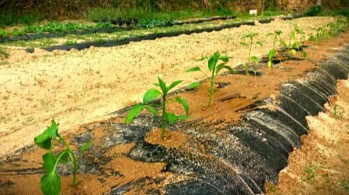 파프리카-키우기-노지재배-가지-유인방법-정지방법-물주기