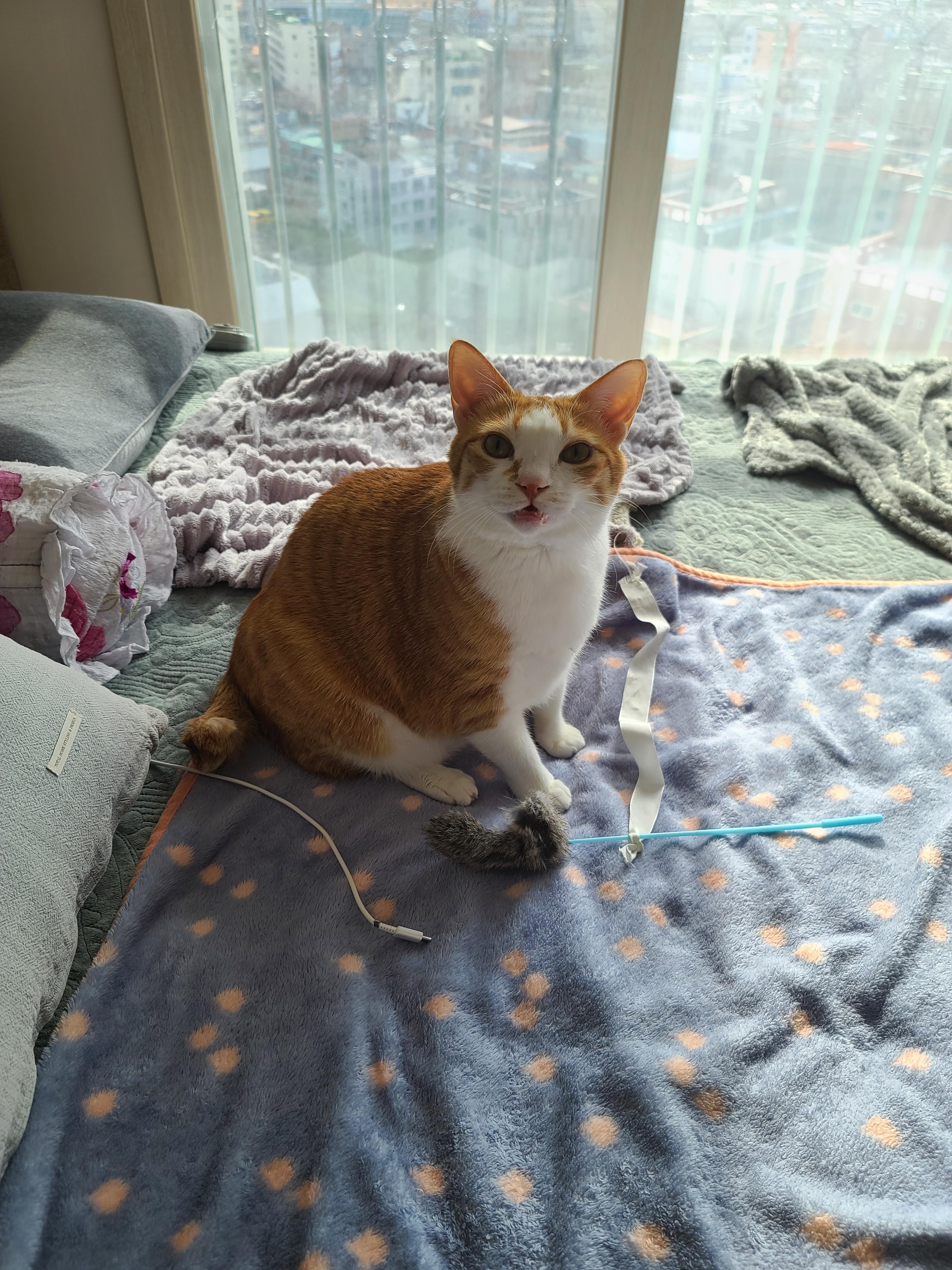 잠도 안자고 놀자고 조르는 고양이 호야 (feat.젖소냥이 두리)