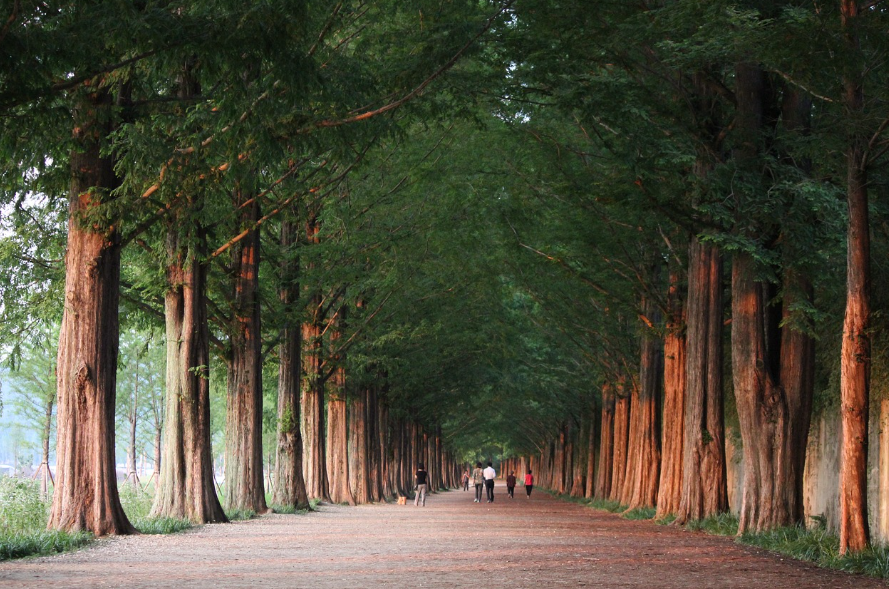 전라도 봄 축제 여행: 남원, 담양, 광주