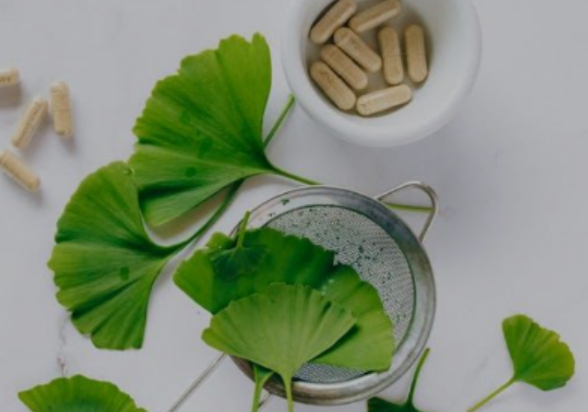 은행잎 추출물과 경도인지장애 연구