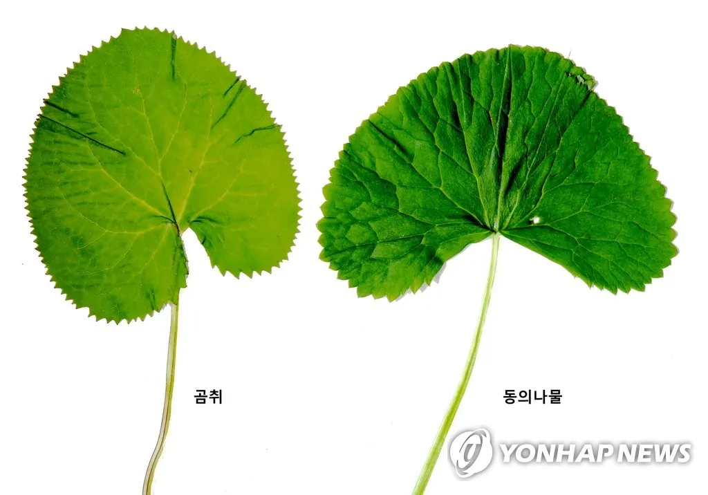 곰취 먹는방법 쌈 무침 장아찌 만드는법 요리 데치는방법_9