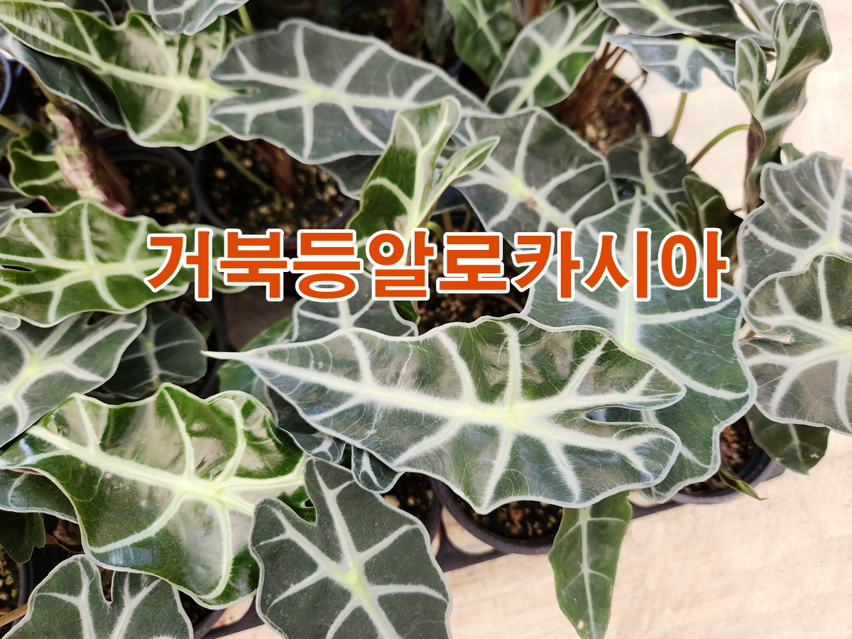 거북등알로카시아