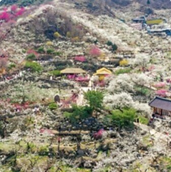 2025 광양 매화축제