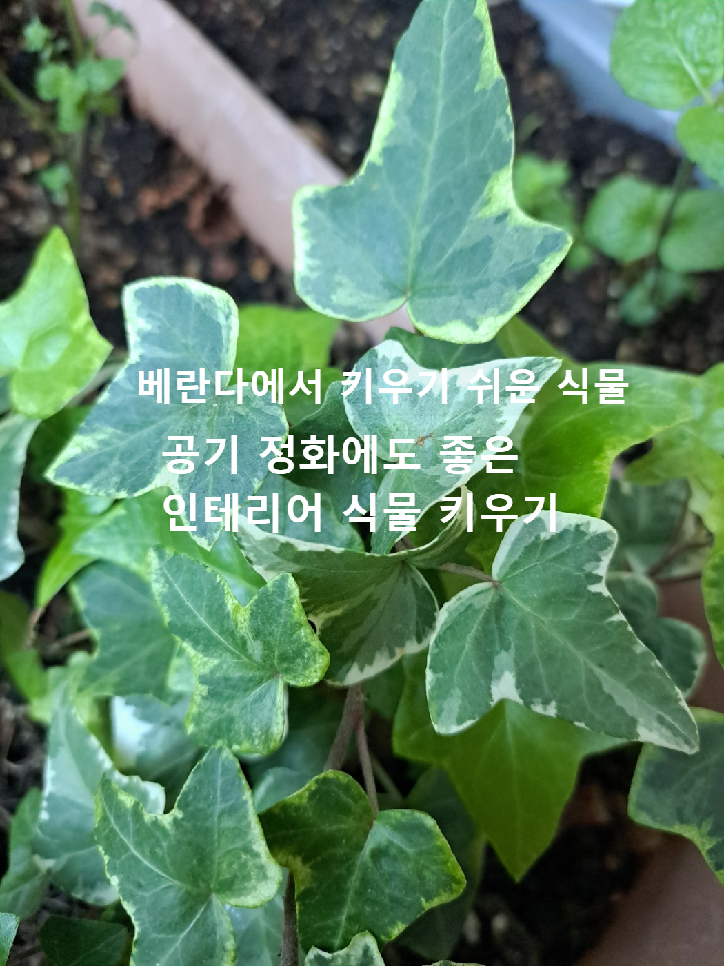 베란다에서 키우기 쉬운 식물 아이비키우기