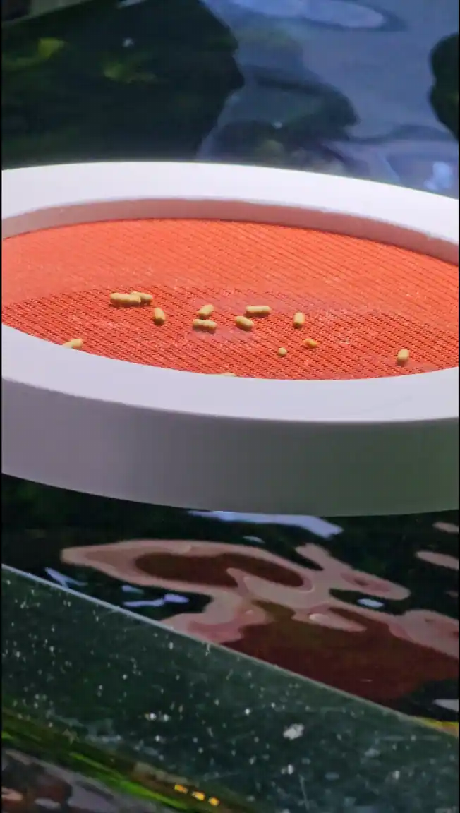 아쿠아플라넷 여수 물총고기