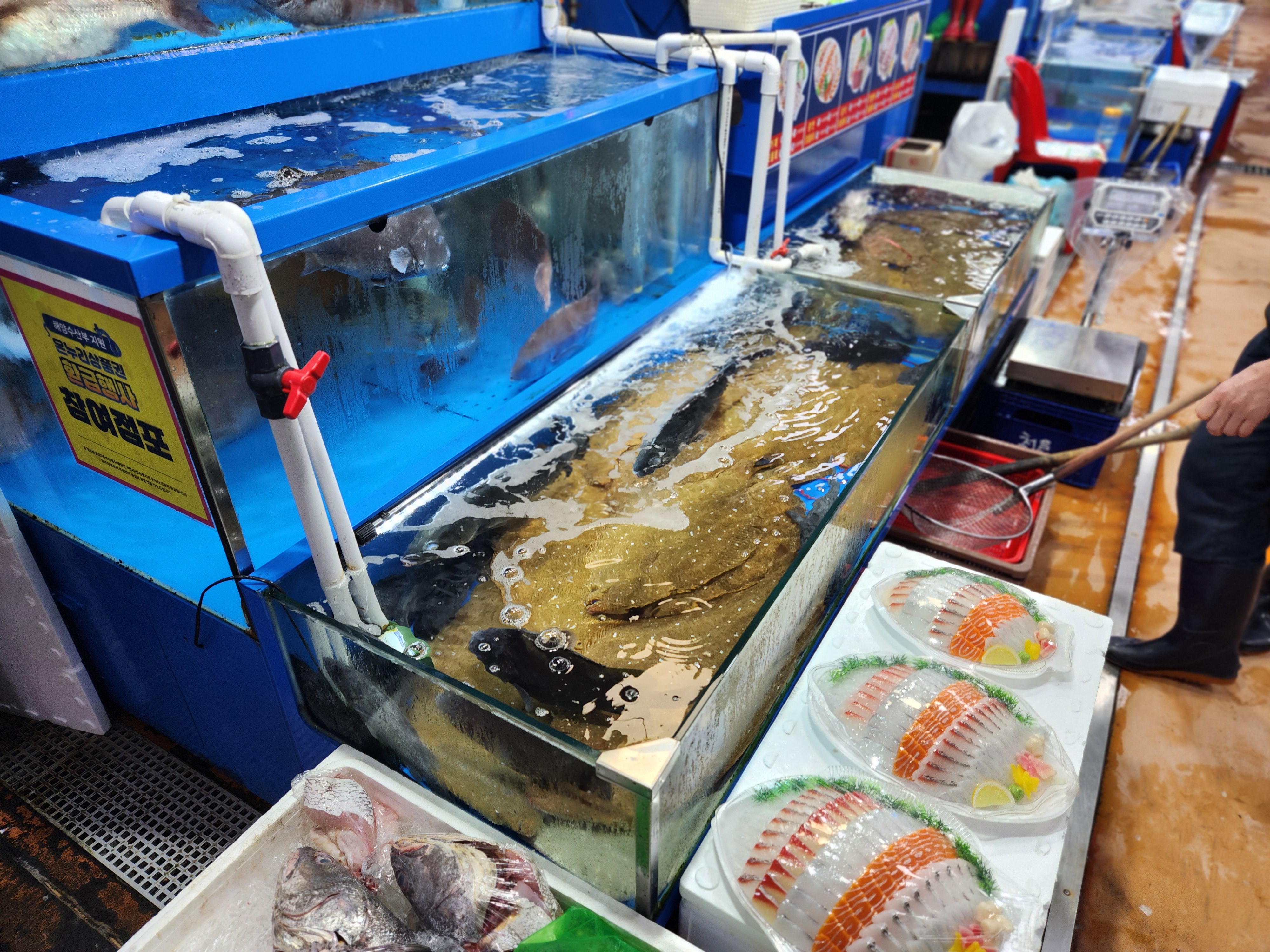 노량진 수산시장