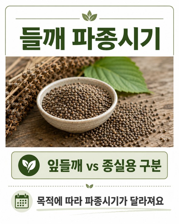 들깨 파종시기