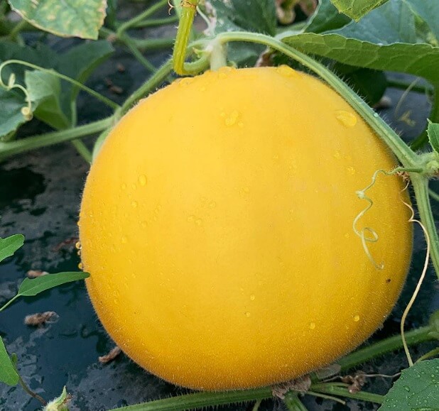 생방송투데이 이 주의 장바구니 경북 고령 쌍둥이메론농장 하미과 & 설향 멜론 주문방법 생방송투데이 3776회