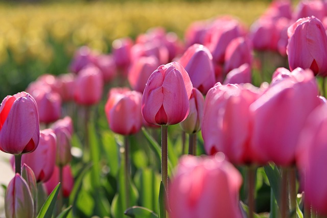 2025 숙박세일페스타 할인쿠폰 발급방법