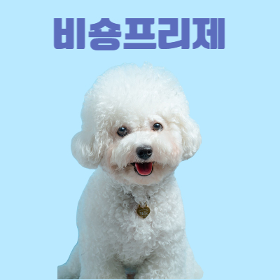 비숑프리제 사진