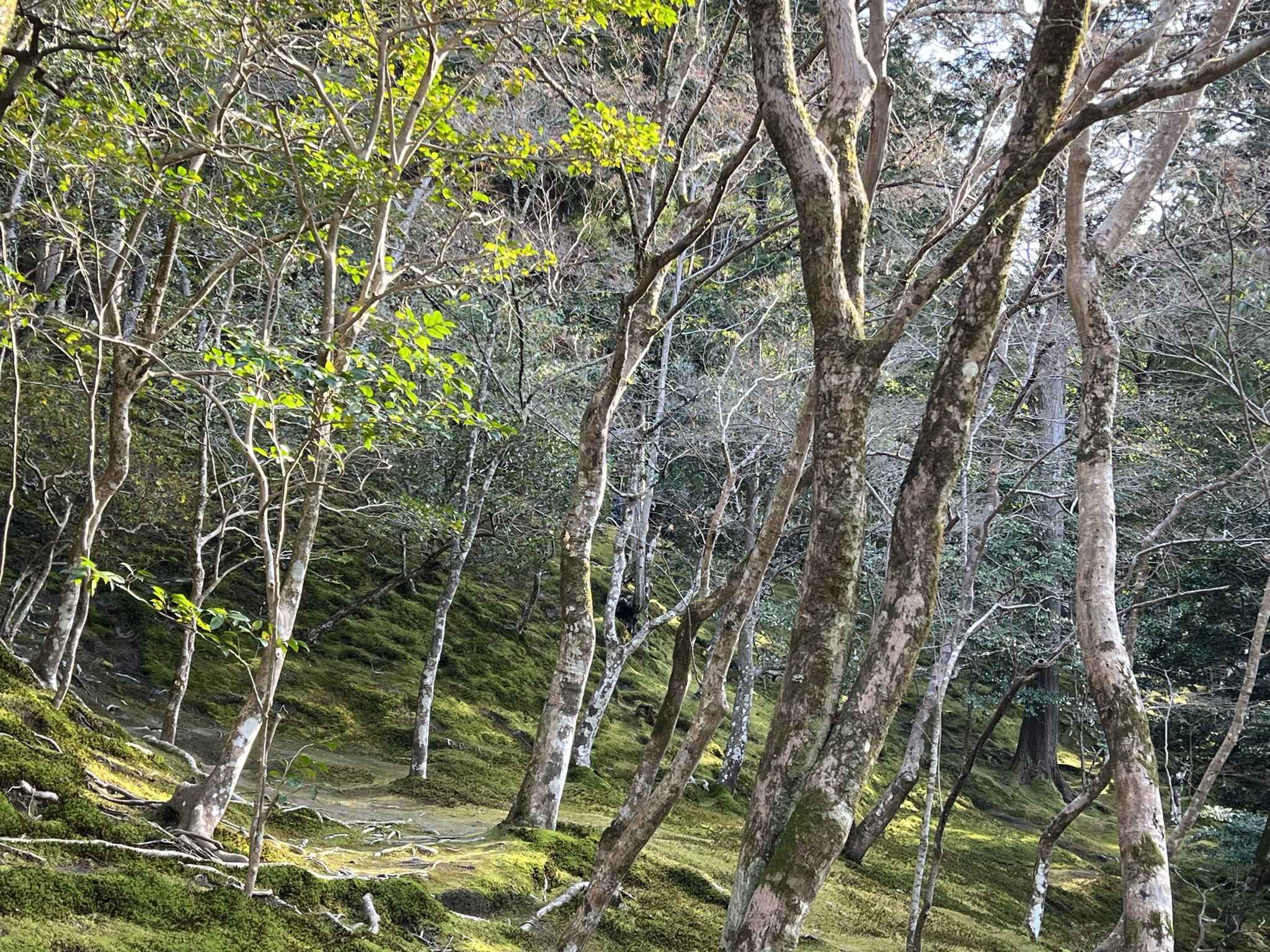 교토여행-은각사-겨울