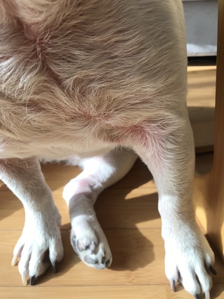 강아지 앞다리와 겨드랑이 부위 피부병으로 붉게 발진된 모습, 햇빛 아래 나무 바닥에 앉아 있는 장면