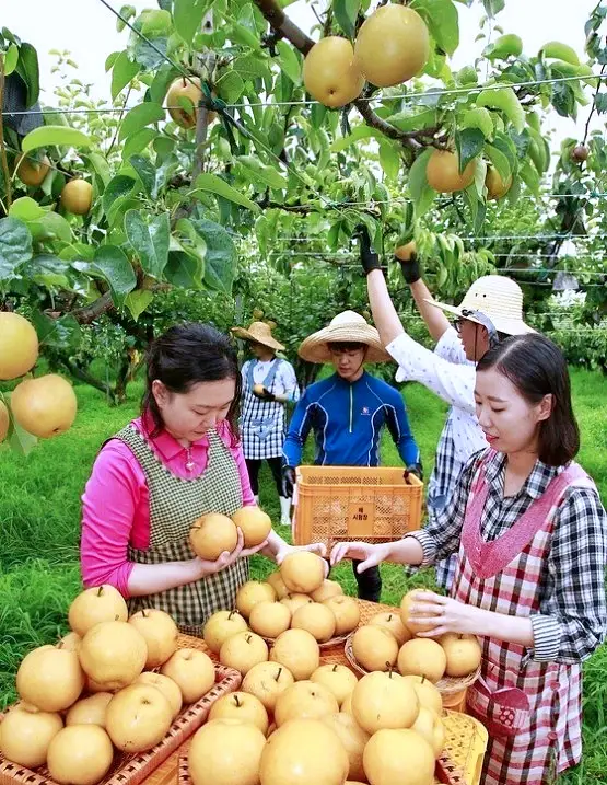  전남 나주 달콤한 과일 배 파는 곳 전국 택배 온라인 전화 주문 추천 