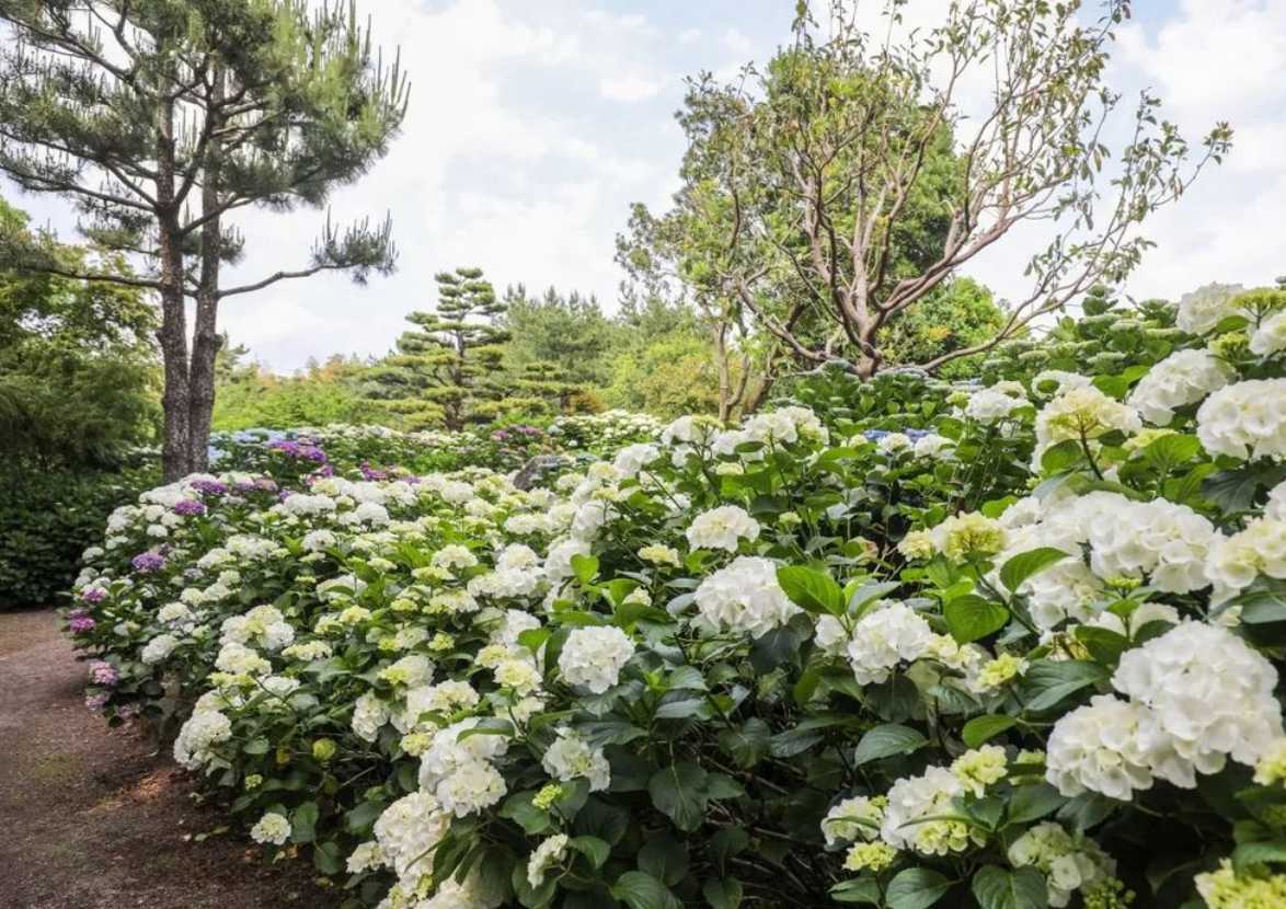 휴애리 수국축제