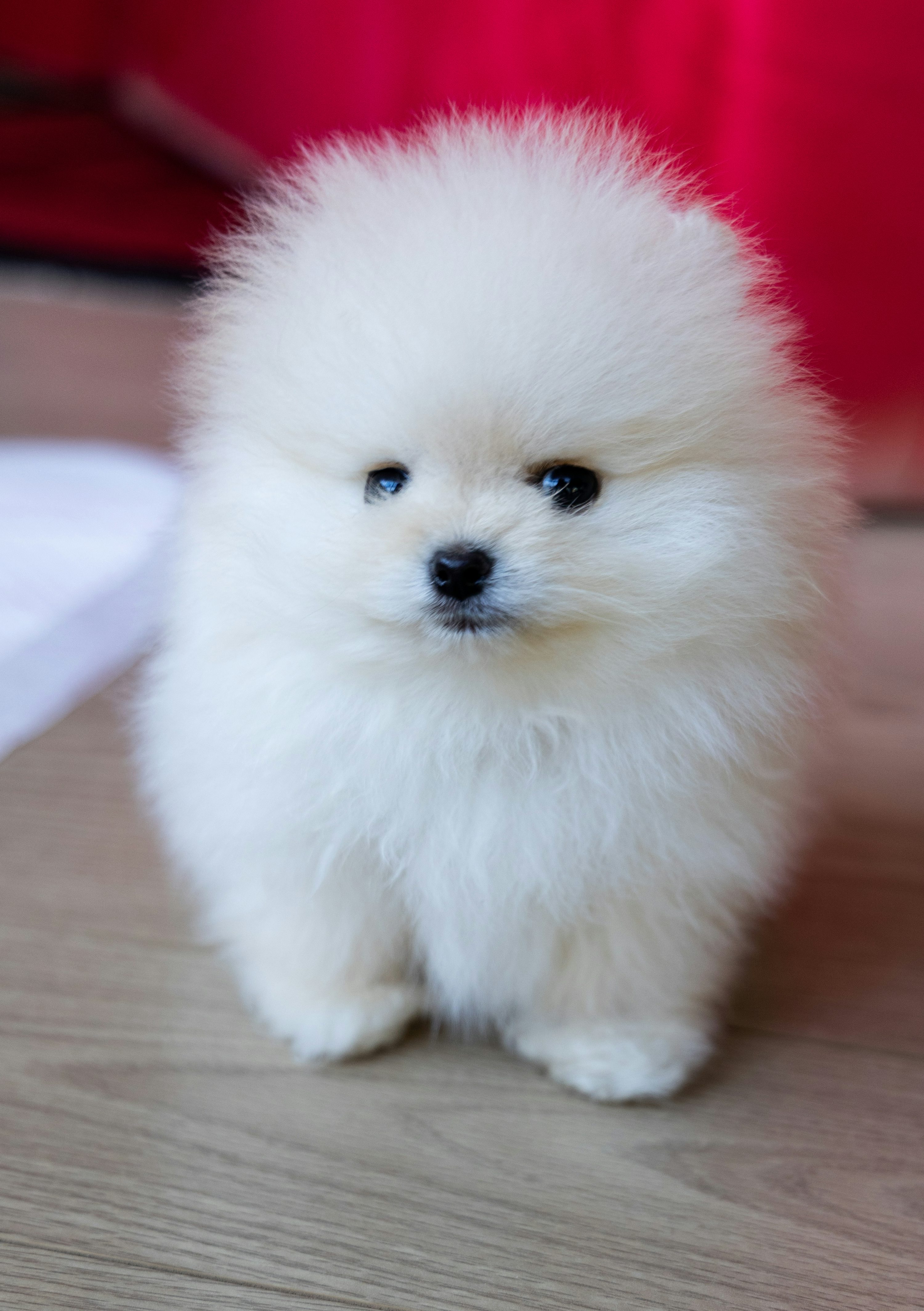 포메라니안 소형견 풍성한 털과 활발한 성격