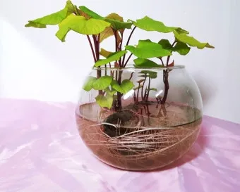 고구마 재배 달력 모종심기 관수 잡초 수확 큐어링_10