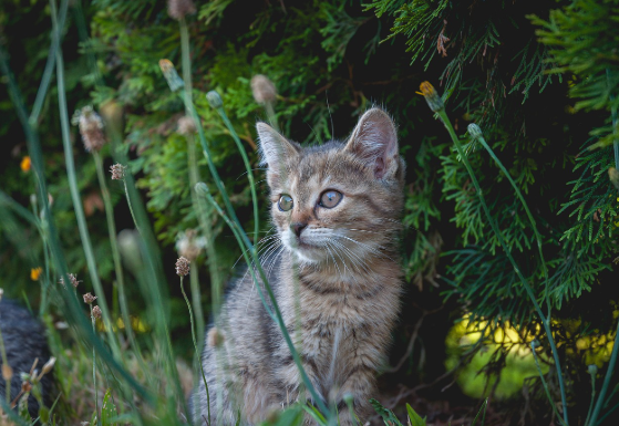 반려동물 키울 때 생기는 현실 꿀팁 모음