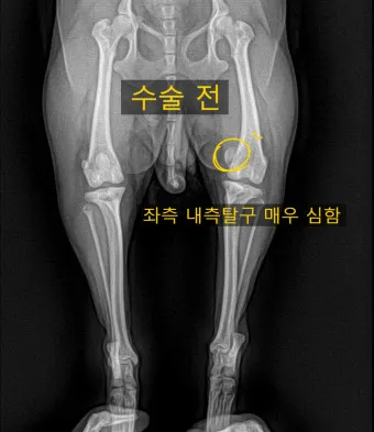 강아지 슬개골 탈구 수술 후유증_19