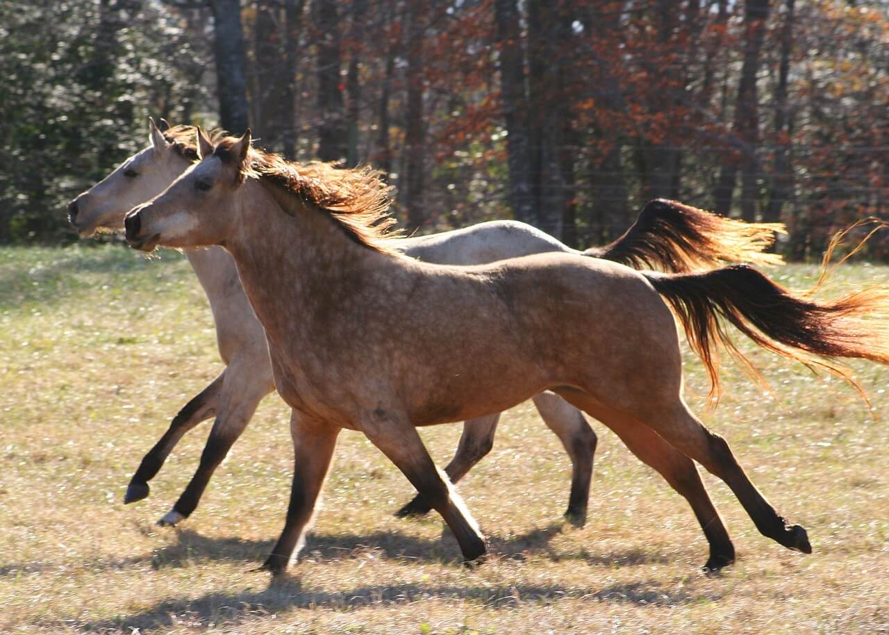 2026년 병오년 붉은 말띠해