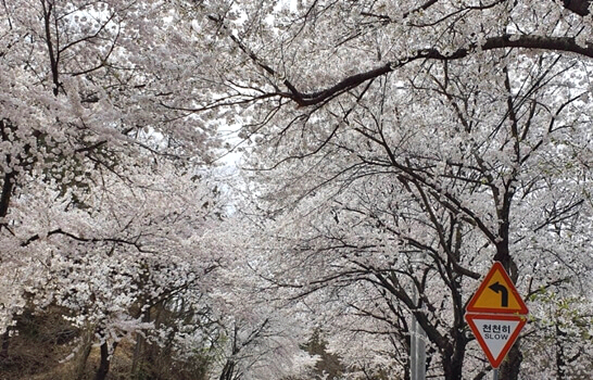 대청호-대전-주변-가볼만한곳-추천