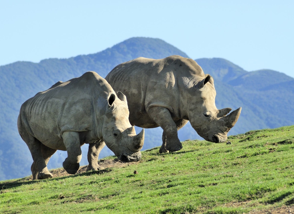 아프리카사파리 01