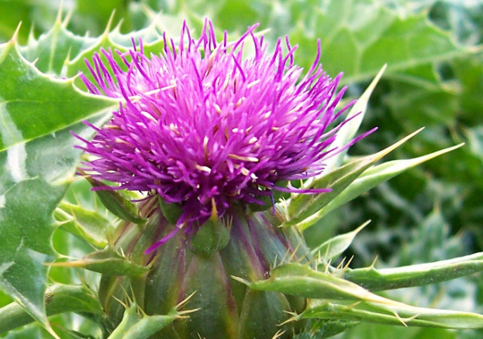 밀크씨슬의 다양한 효능과 부작용