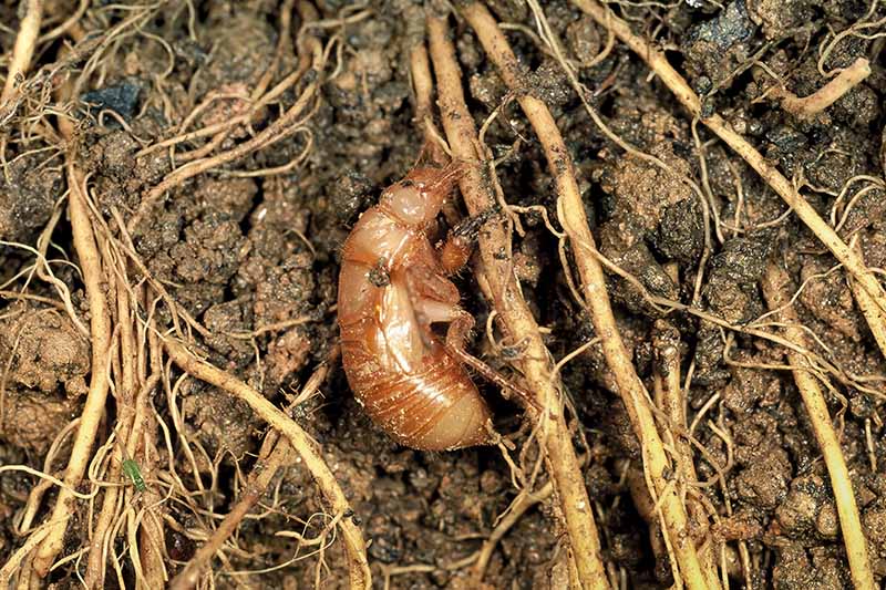 매미는 왜 매일 우는 걸까요