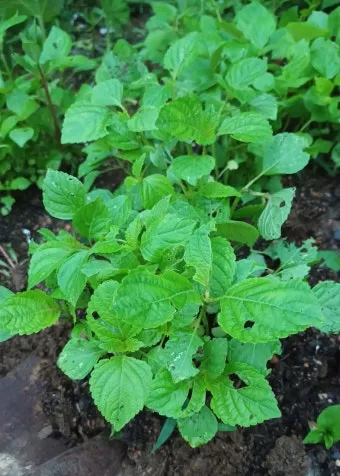 중부지방 들깨 파종시기 및 재배법 농사 팁 정리_3