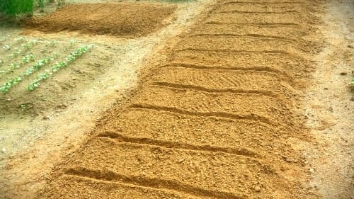 가을-돌산갓-청갓-재배-종자-심는방법-파종방법-밑거름-시비량-거름주기