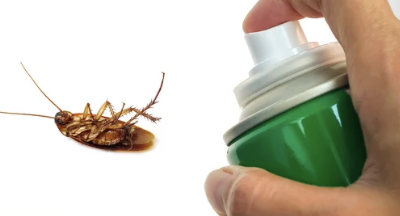 바퀴벌레 퇴치하는 사진