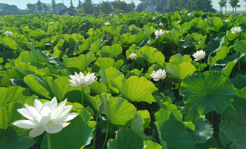 전북 김제 연잎 &amp; 연잎밥 주문 방법