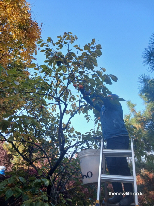 가을 햇살 아래 사다리 위에서 단감을 직접 수확하는 장면의 실사 사진