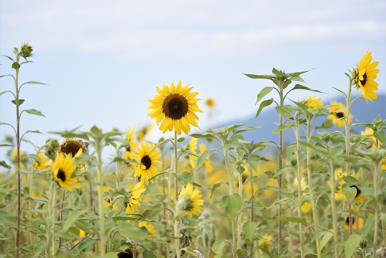 연천 호로고루 해바라기 통일바라기 축제
