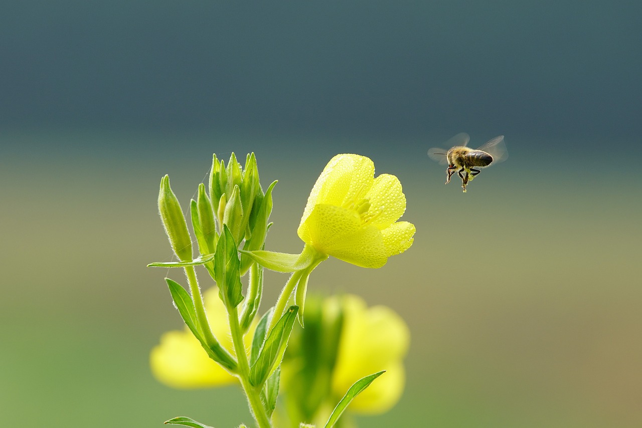 달맞이꽃종자유 효능